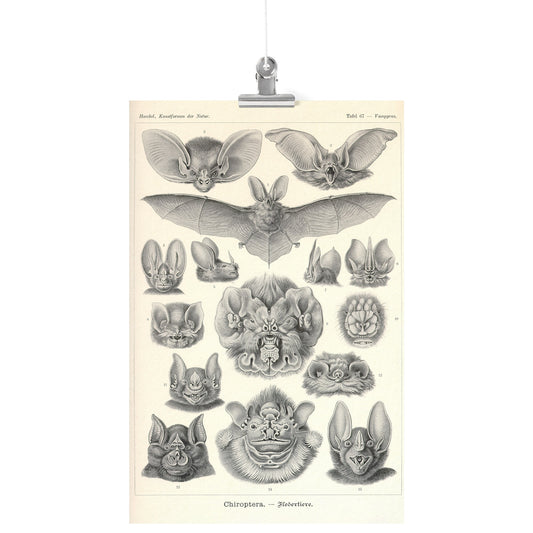 "Chiroptera" [Bats] by Ernst Haeckel Matte Poster