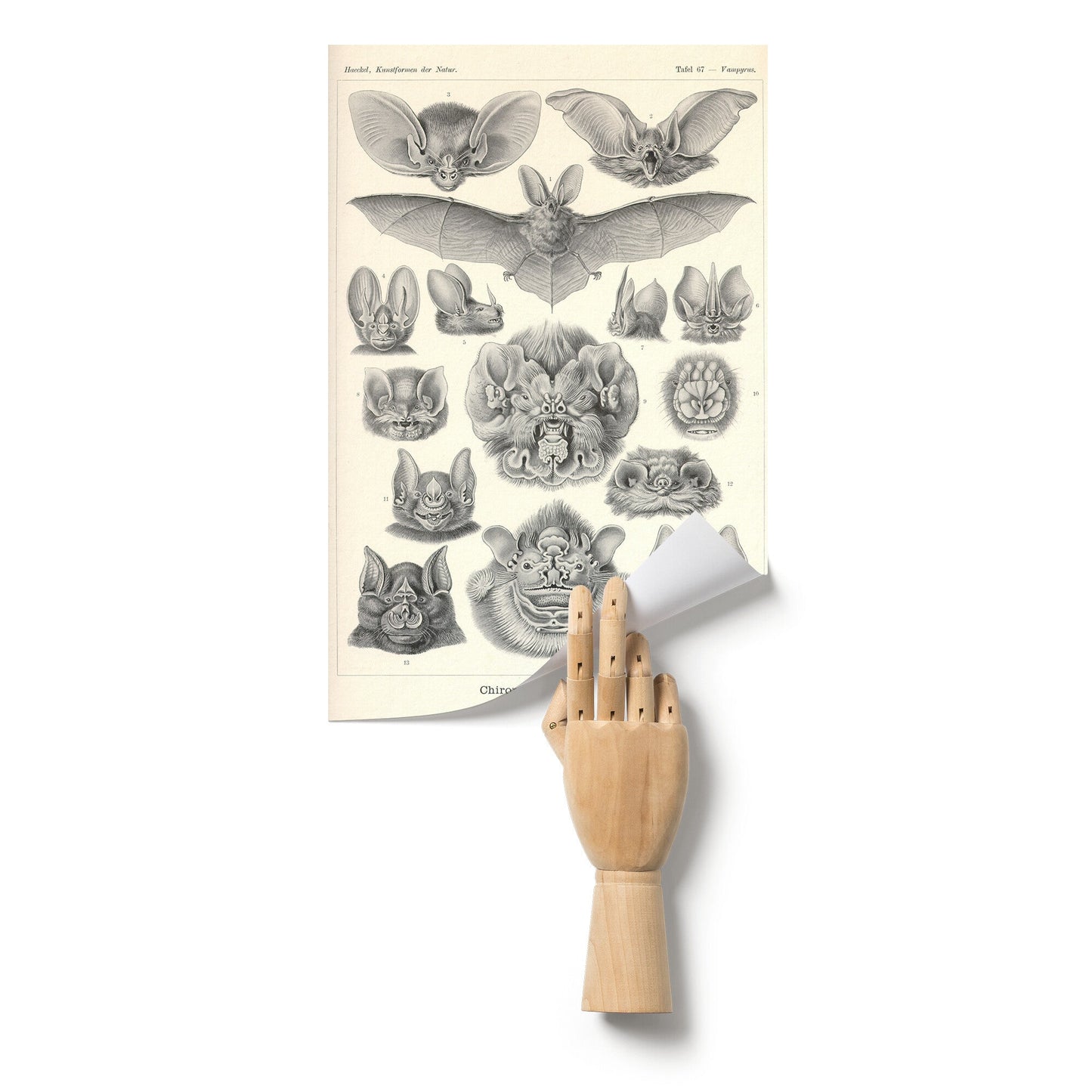 "Chiroptera" [Bats] by Ernst Haeckel Matte Poster