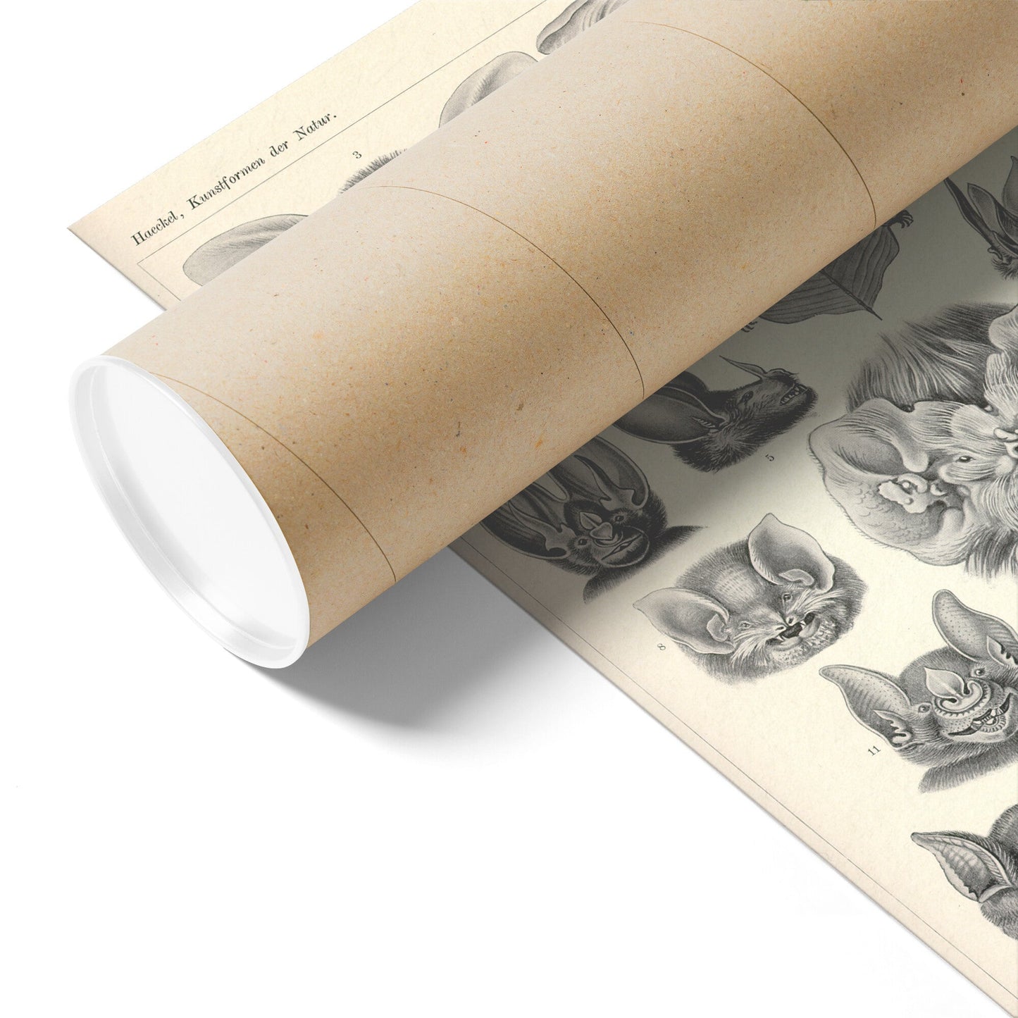 "Chiroptera" [Bats] by Ernst Haeckel Matte Poster