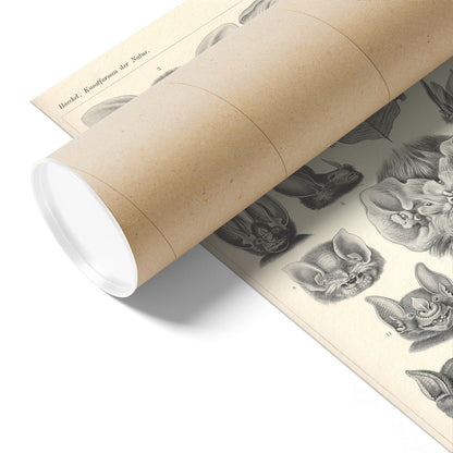 "Chiroptera" [Bats] by Ernst Haeckel Matte Poster