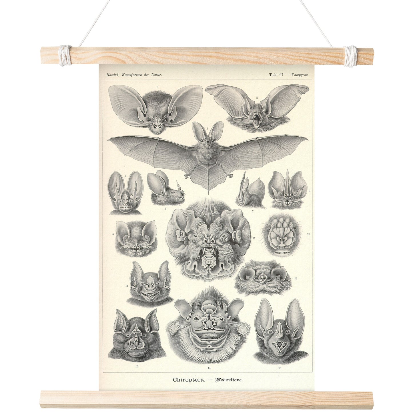 "Chiroptera" [Bats] by Ernst Haeckel Matte Poster