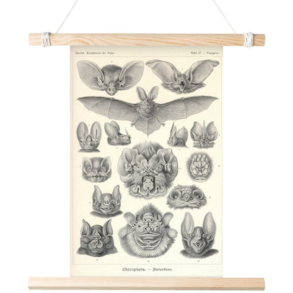 "Chiroptera" [Bats] by Ernst Haeckel Matte Poster