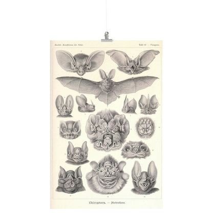 "Chiroptera" [Bats] by Ernst Haeckel Matte Poster
